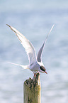 Arctic tern