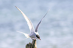 Arctic tern