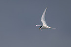 Arctic tern