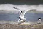 Arctic tern
