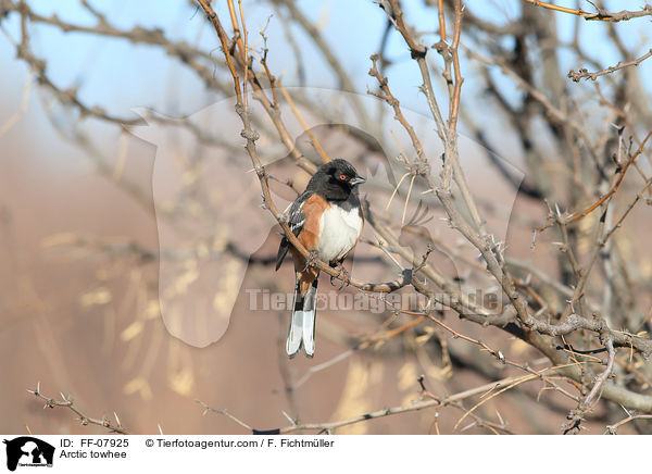 Arctic towhee / FF-07925