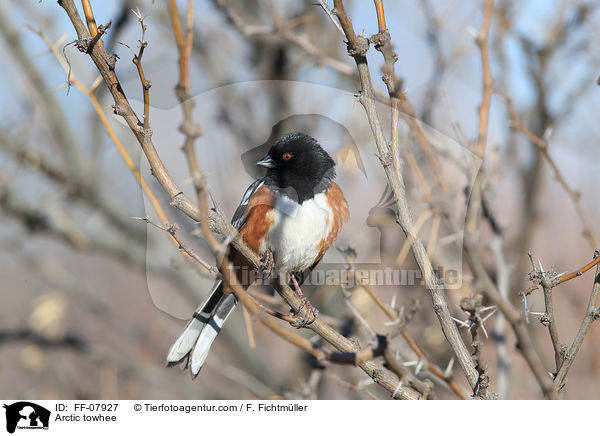 Arctic towhee / FF-07927