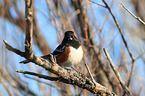 Arctic towhee