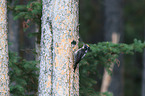 Arctic woodpeckers
