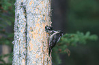 Arctic woodpeckers