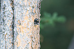 Arctic woodpecker