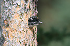 Arctic woodpecker