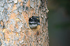 Arctic woodpecker