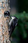 Arctic woodpeckers