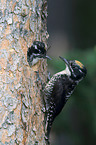 Arctic woodpeckers