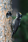 Arctic woodpeckers