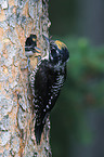 Arctic woodpeckers