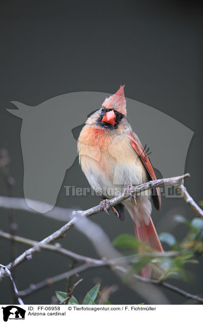 Rotkardinal / Arizona cardinal / FF-06958