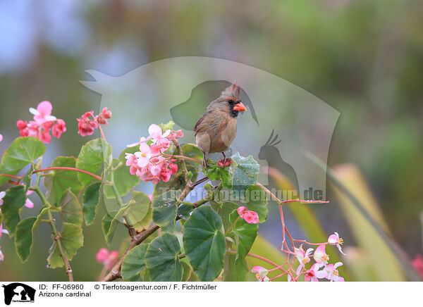 Rotkardinal / Arizona cardinal / FF-06960