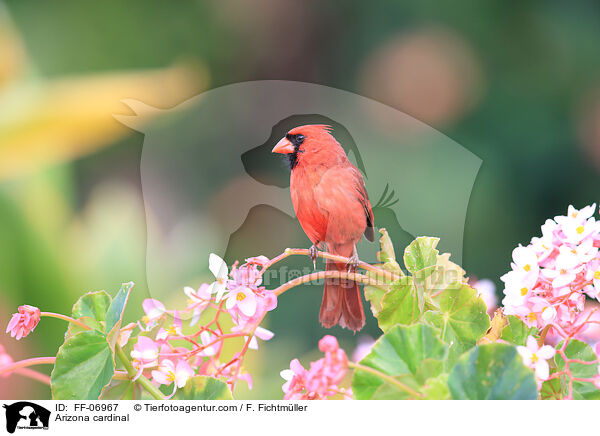 Rotkardinal / Arizona cardinal / FF-06967