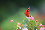 Arizona cardinal