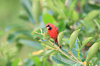 Arizona cardinal