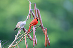 Arizona cardinal