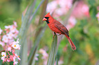 Arizona cardinal