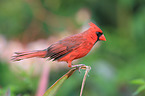 Arizona cardinal