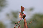 Arizona cardinal