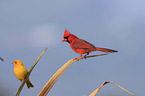 birds