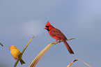 birds