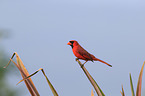 Arizona cardinal