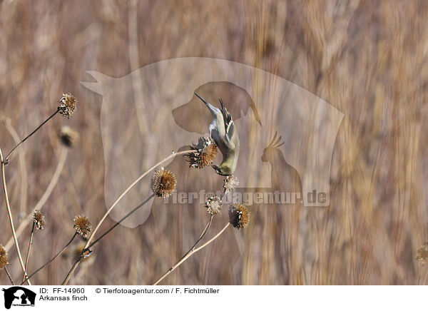 Arkansas finch / FF-14960