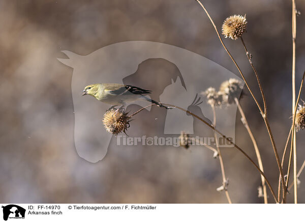 Arkansas finch / FF-14970