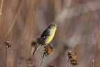 Arkansas finch
