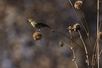 Arkansas finch