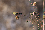Arkansas finch