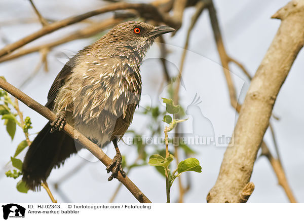 Braundrossling / Arrow-marked babbler / HJ-02343