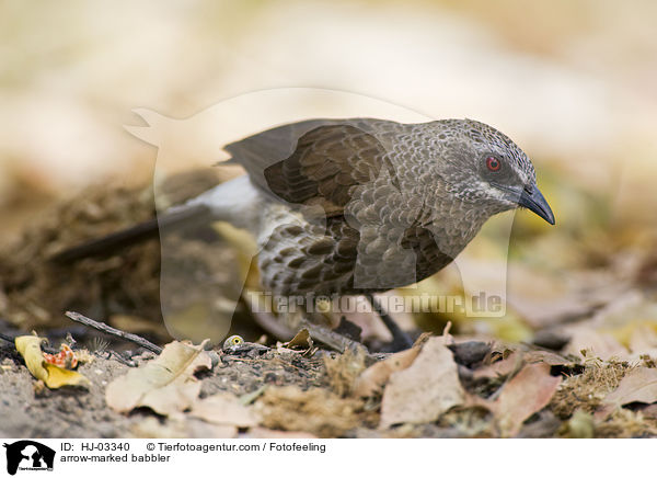 Braundrossling / arrow-marked babbler / HJ-03340
