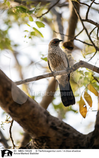 Braundrossling / Arrow-Marked Babbler / MBS-19028