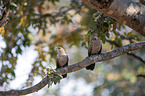 Arrow-Marked Babbler