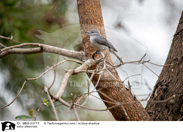 Hartlaubschnpper / ashy alseonax / MBS-23777