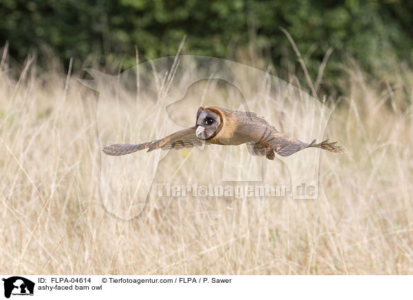 Hispaniola-Schleiereule / ashy-faced barn owl / FLPA-04614