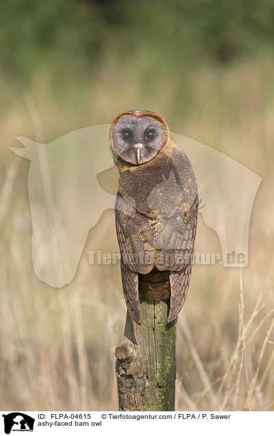 ashy-faced barn owl / FLPA-04615