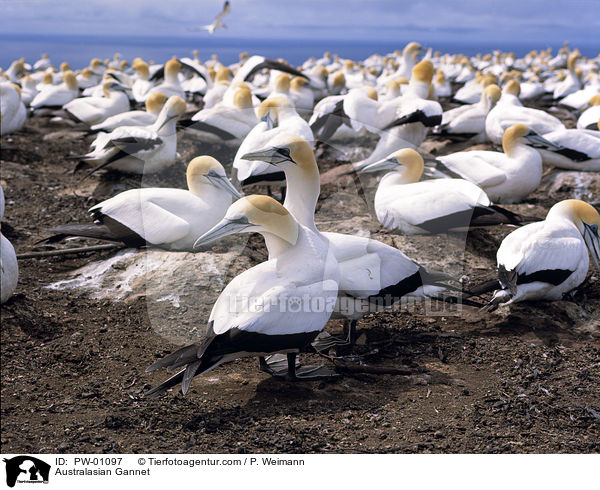 Australtlpel / Australasian Gannet / PW-01097