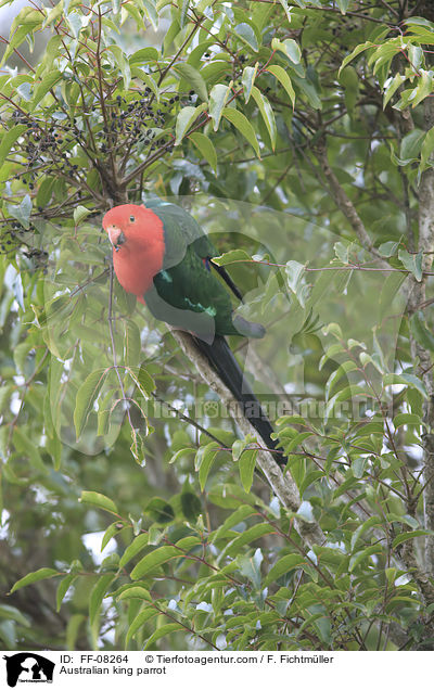 Australian king parrot / FF-08264