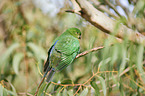 Australian king parrot