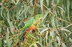 Australian king parrot