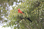 Australian king parrot