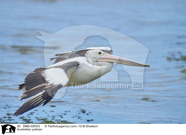Brillenpelikan / Australian pelican / DMS-09053