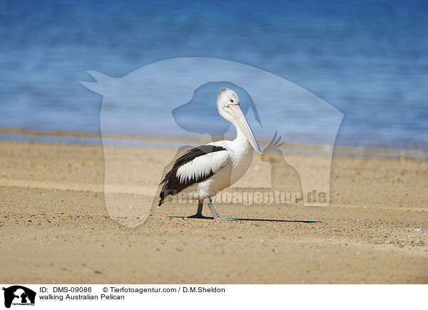 laufender Brillenpelikan / walking Australian Pelican / DMS-09086