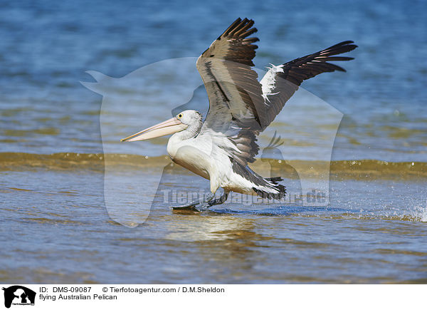 fliegender Brillenpelikan / flying Australian Pelican / DMS-09087