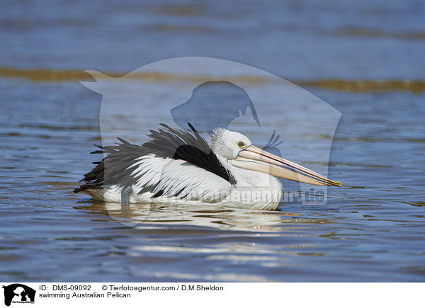 schwimmender Brillenpelikan / swimming Australian Pelican / DMS-09092