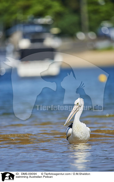 schwimmender Brillenpelikan / swimming Australian Pelican / DMS-09094